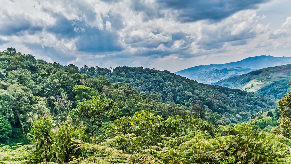 Bwindi Impenetrable Forest Uganda gorilla trekking trail