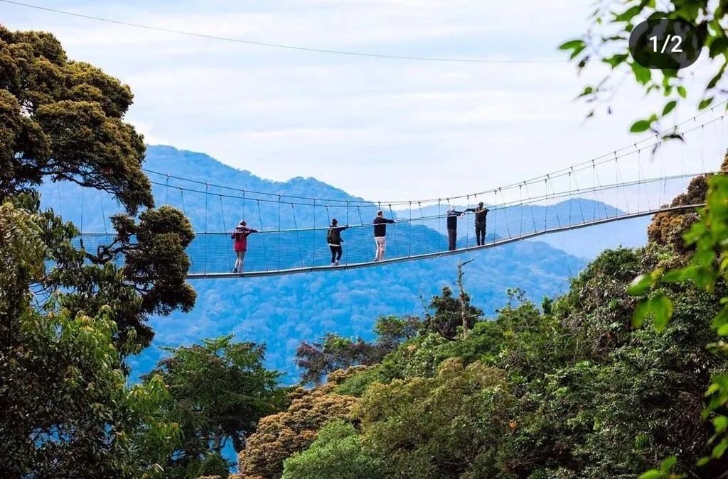 Canopy Walkway Rwanda