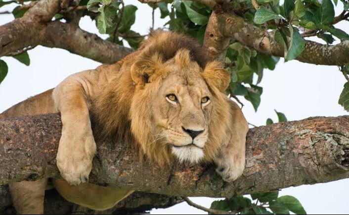 Big Five Safari Uganda
