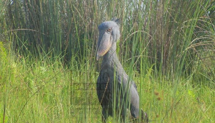 Shoebill Stork