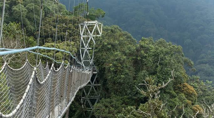 Canopy Walkway Rwanda