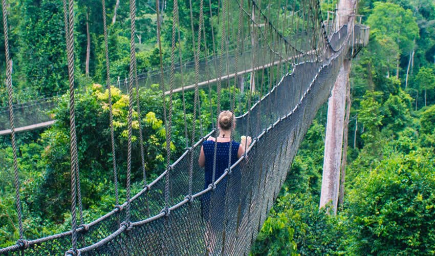 Canopy Walkway Rwanda