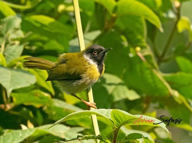 Albertine Rift Endemic Birds