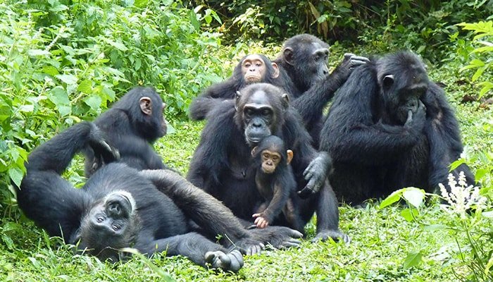 Chimpanzee Trekking Rwanda