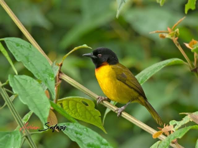 Albertine Rift Endemic Birds