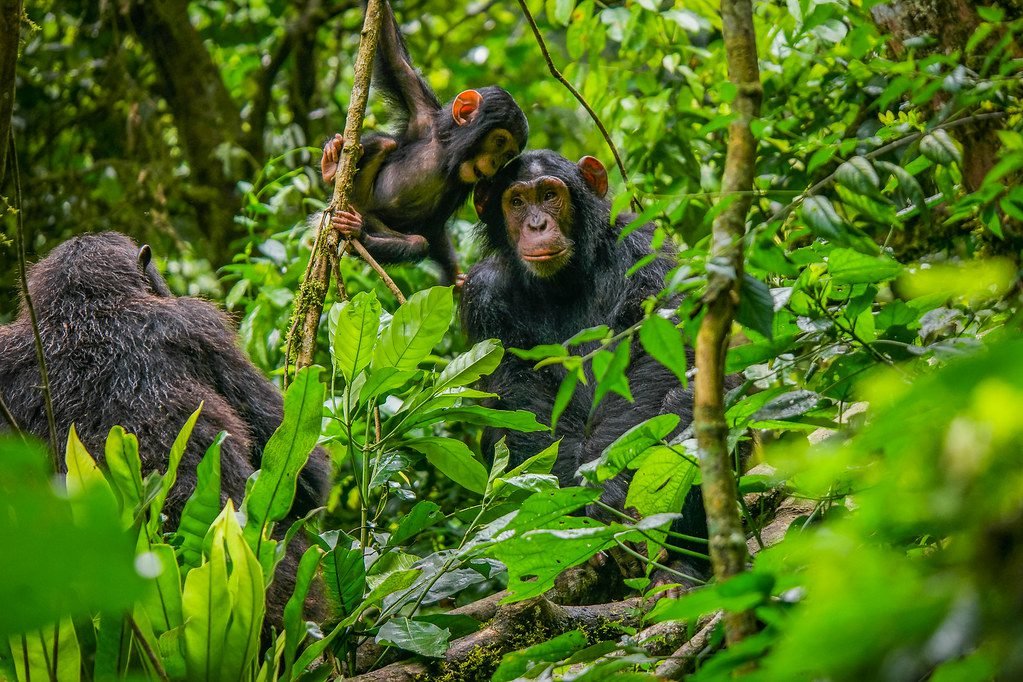 Chimpanzee Trekking Rwanda