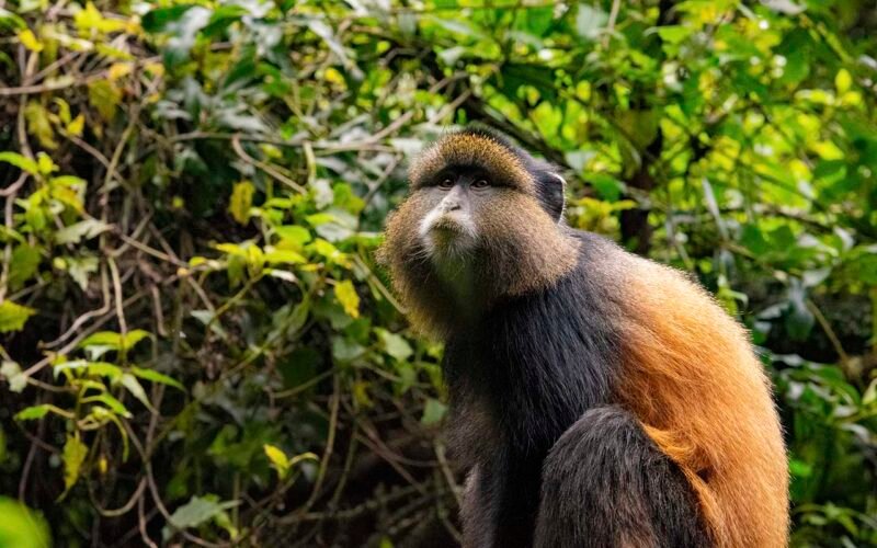 Golden Monkey Tracking