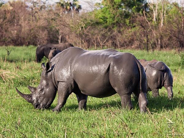 Big Five Safari