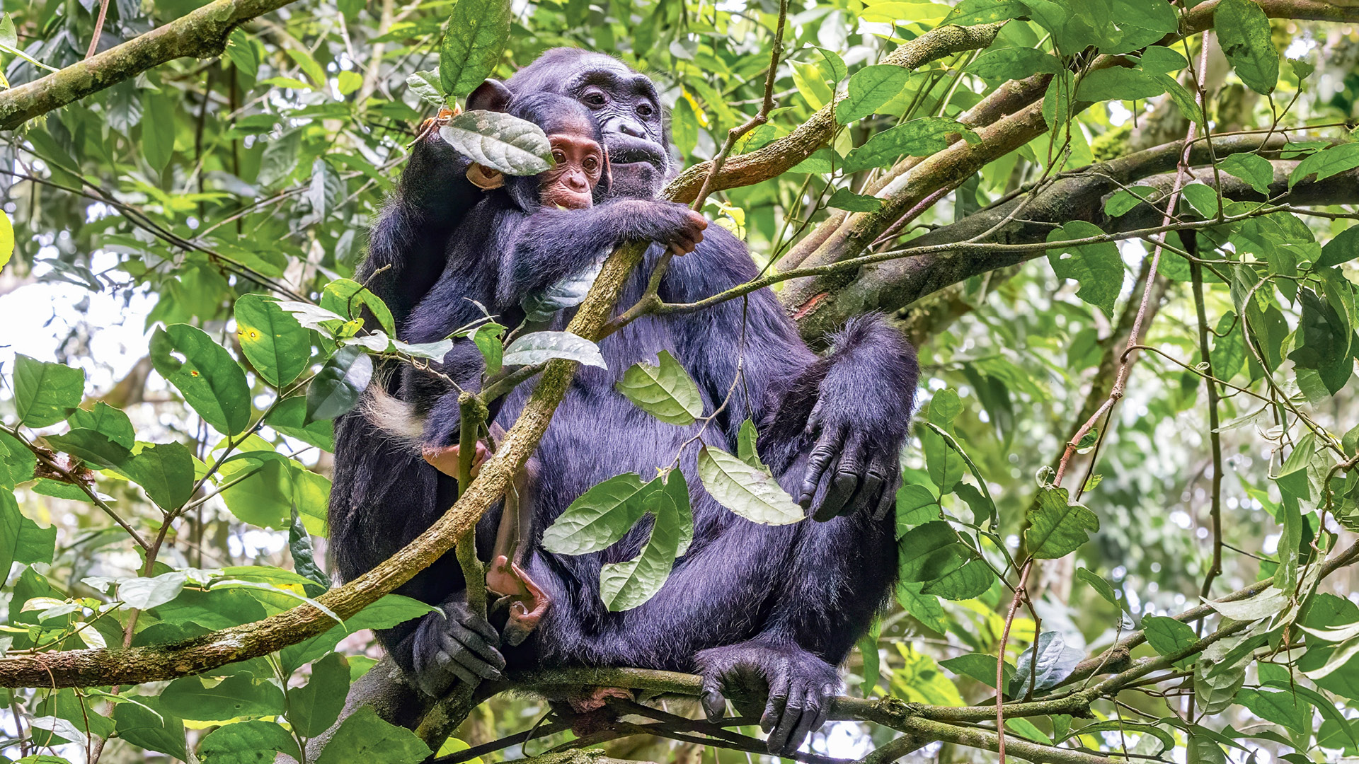 Chimpanzee Tracking