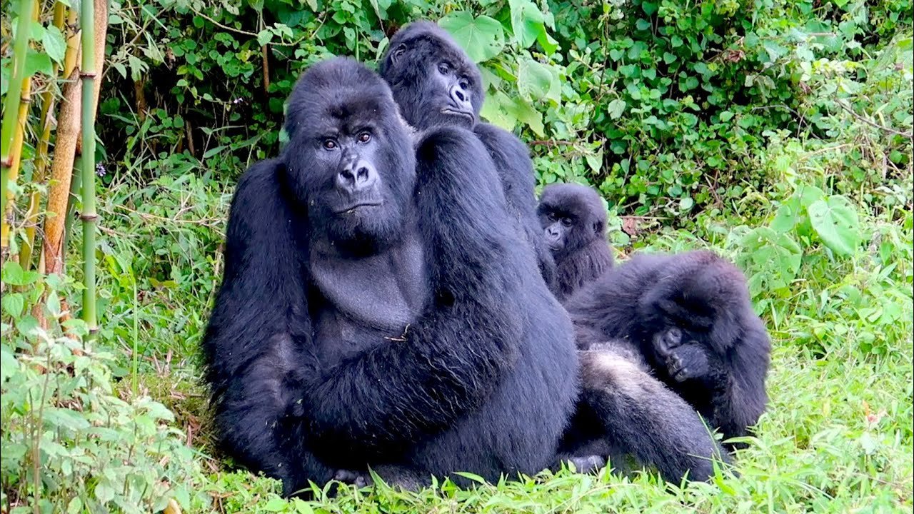 Mountain Gorilla Trekking Rwanda