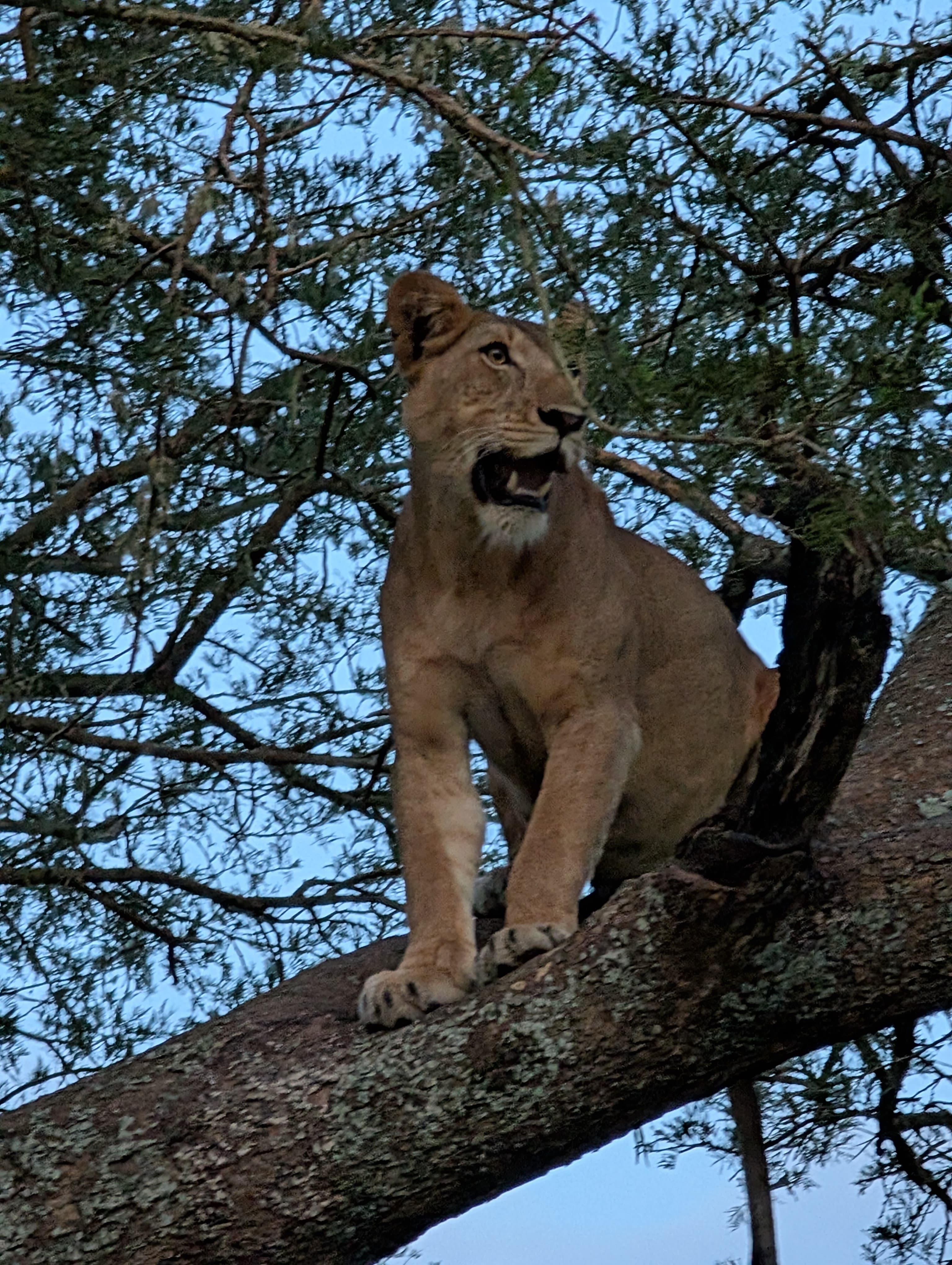 Tree Climbing Lions Safari