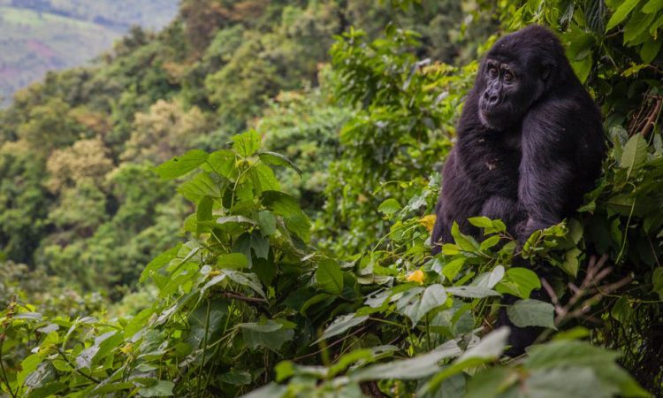 Gorilla Trekking Uganda