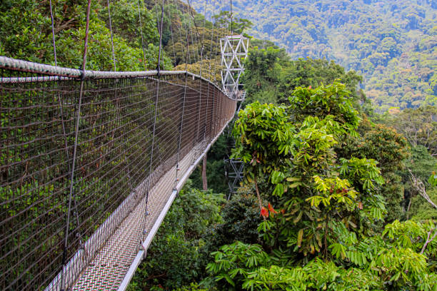 Chimpanzee Trekking