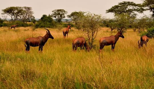 Best Time to Visit Uganda 2026 - Complete Month-by-Month
Safari Guide 