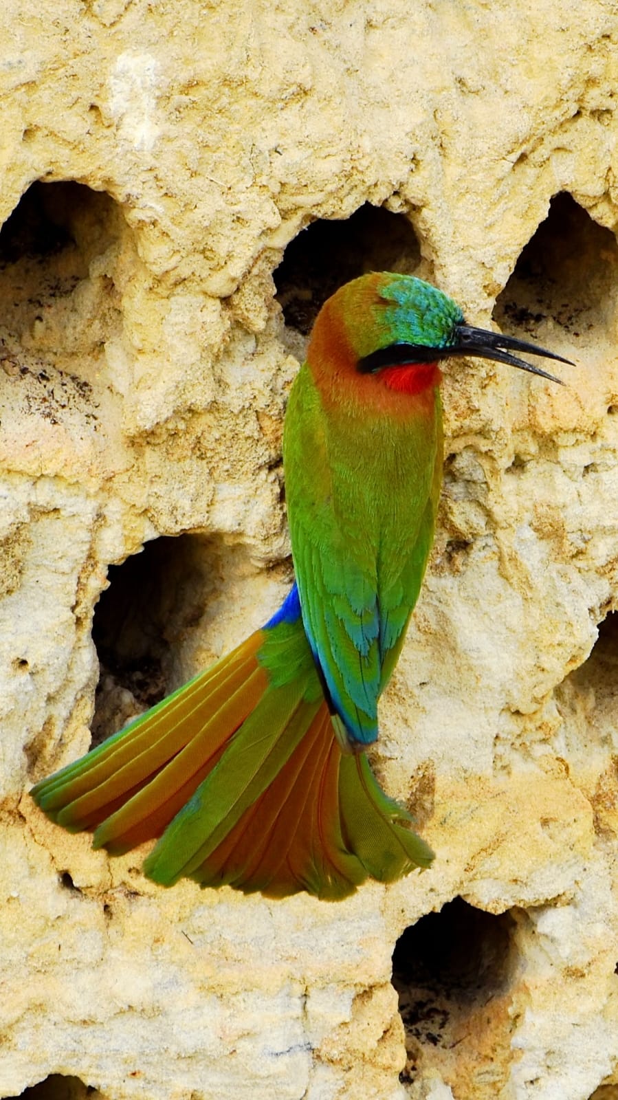 birding2.jpg