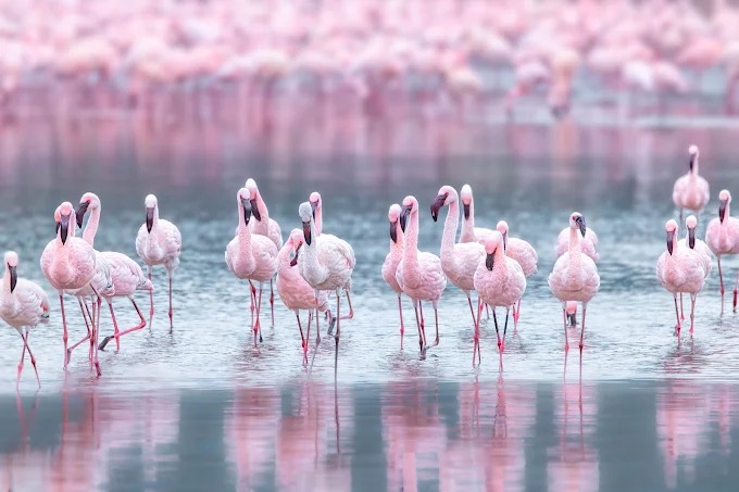 Lake Nakuru National Park — National Park Kenya