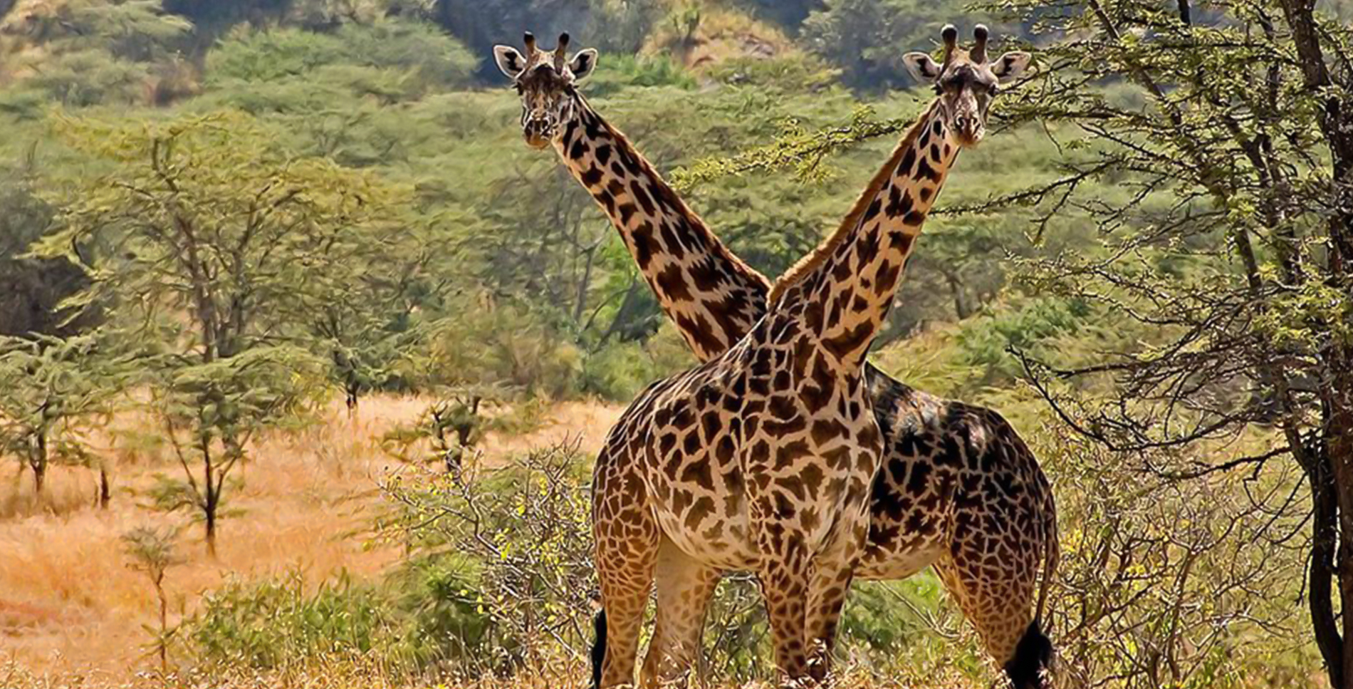 Kidepo Valley National Park