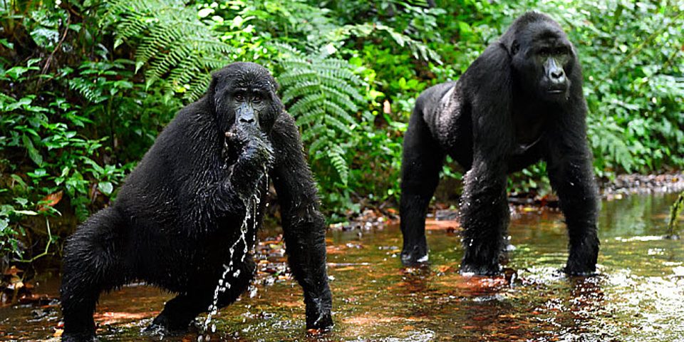 Bwindi Impenetrable National Park safari destination — Uganda