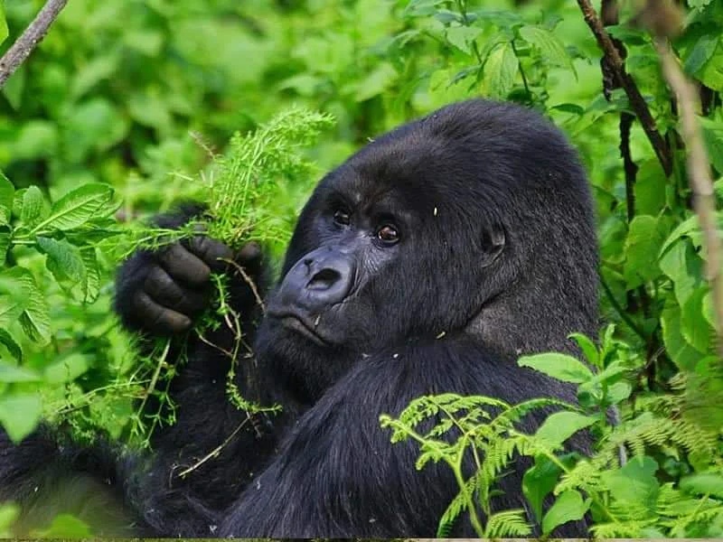 Mgahinga Gorilla National Park — Uganda safari