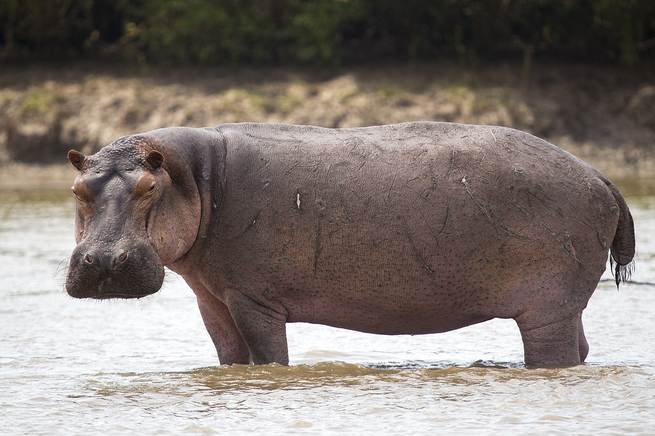 Queen Elizabeth National Park