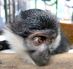 Nyungwe Forest National Park