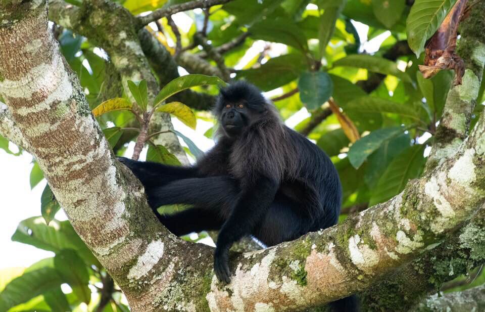 Nyungwe Forest National Park
