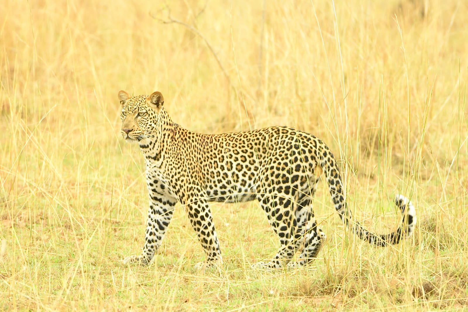 Queen Elizabeth National Park