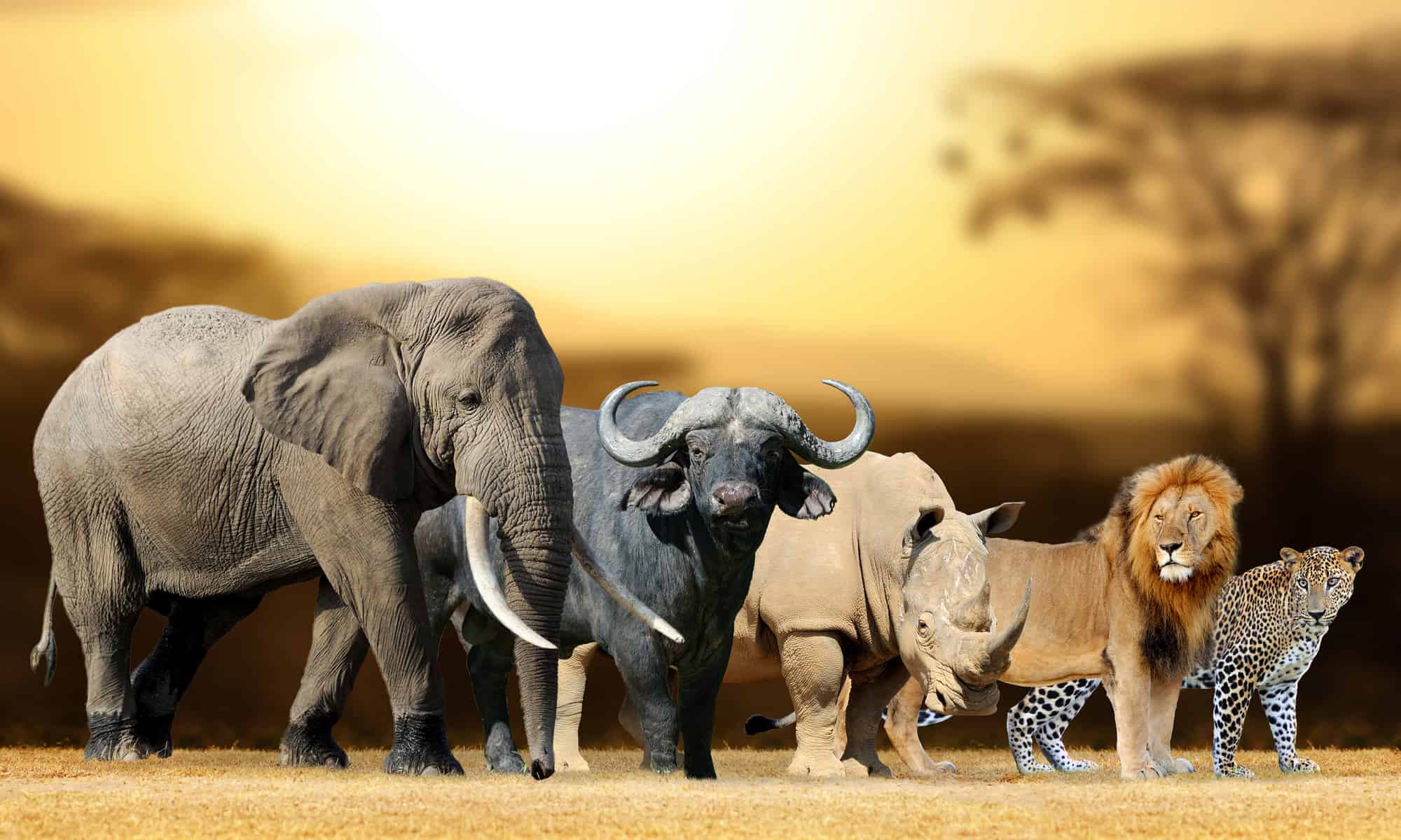 Big Five